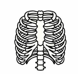 ribcage diagram