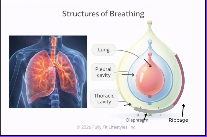 structures of breathing