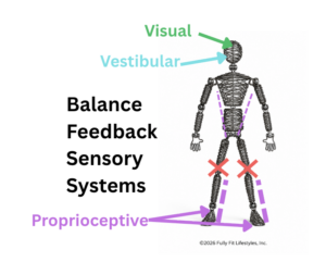 balance feedback sensory systems