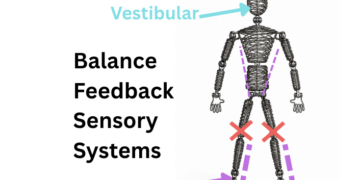 balance feedback sensory systems