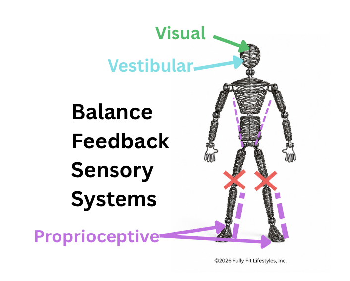 balance feedback sensory systems