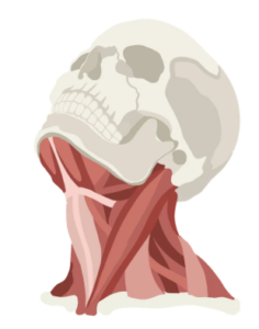diagram of skull tilting back