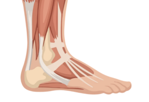 diagram of ankle